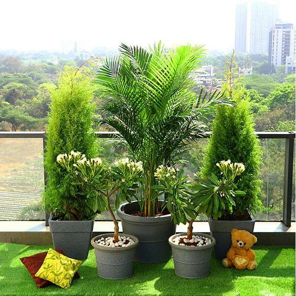 5 Easy Indoor Plants for Beginners