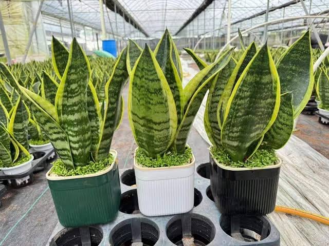 Sansevieria