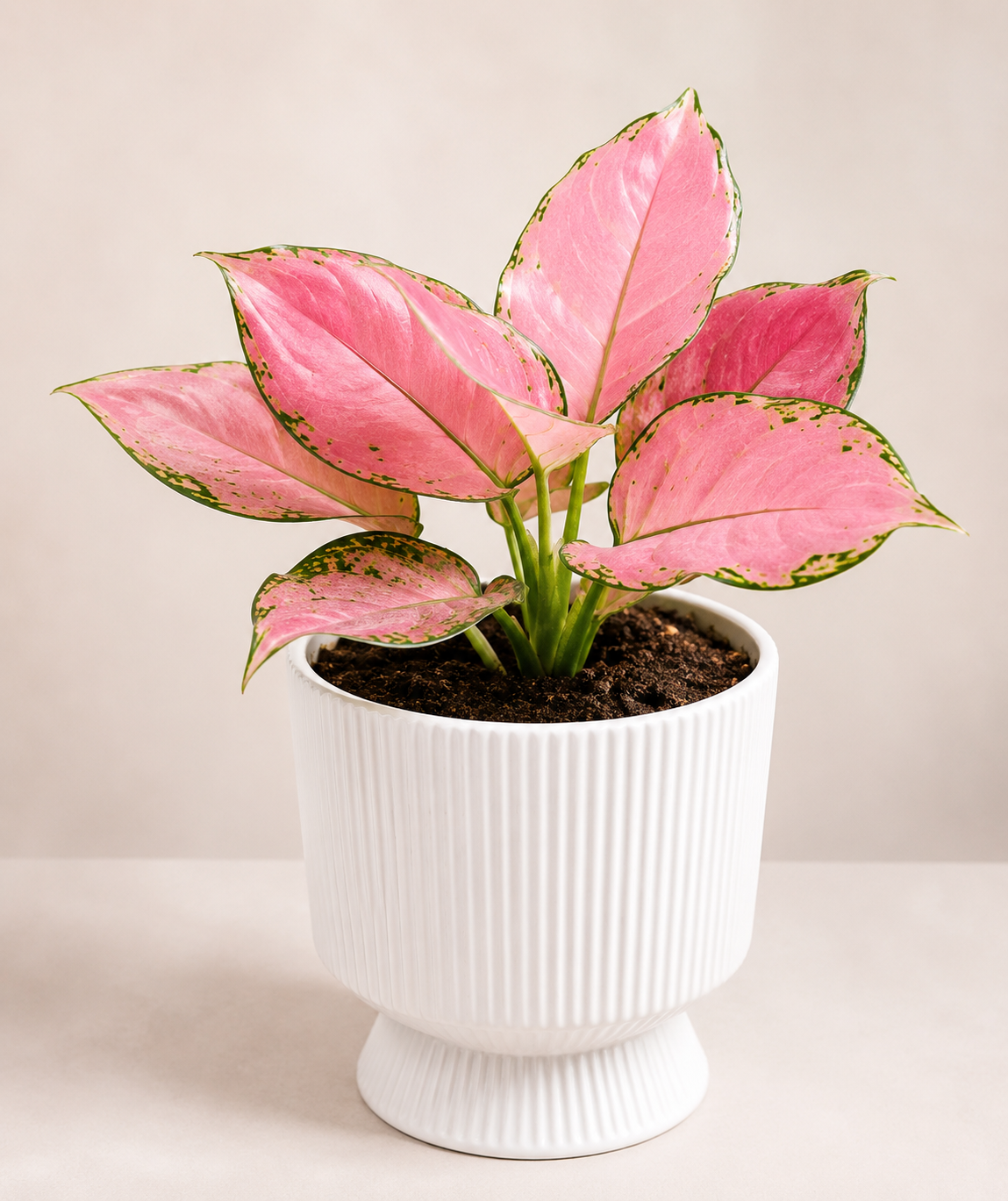 Aglaonema Pink Lady