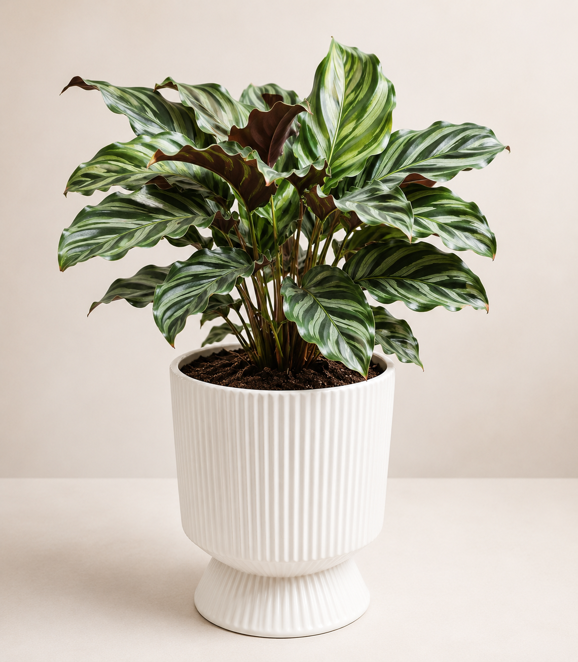 Prayer Plant in White Pedestal Pot