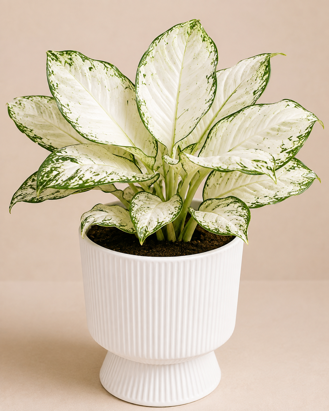 CALATHEA SILVER