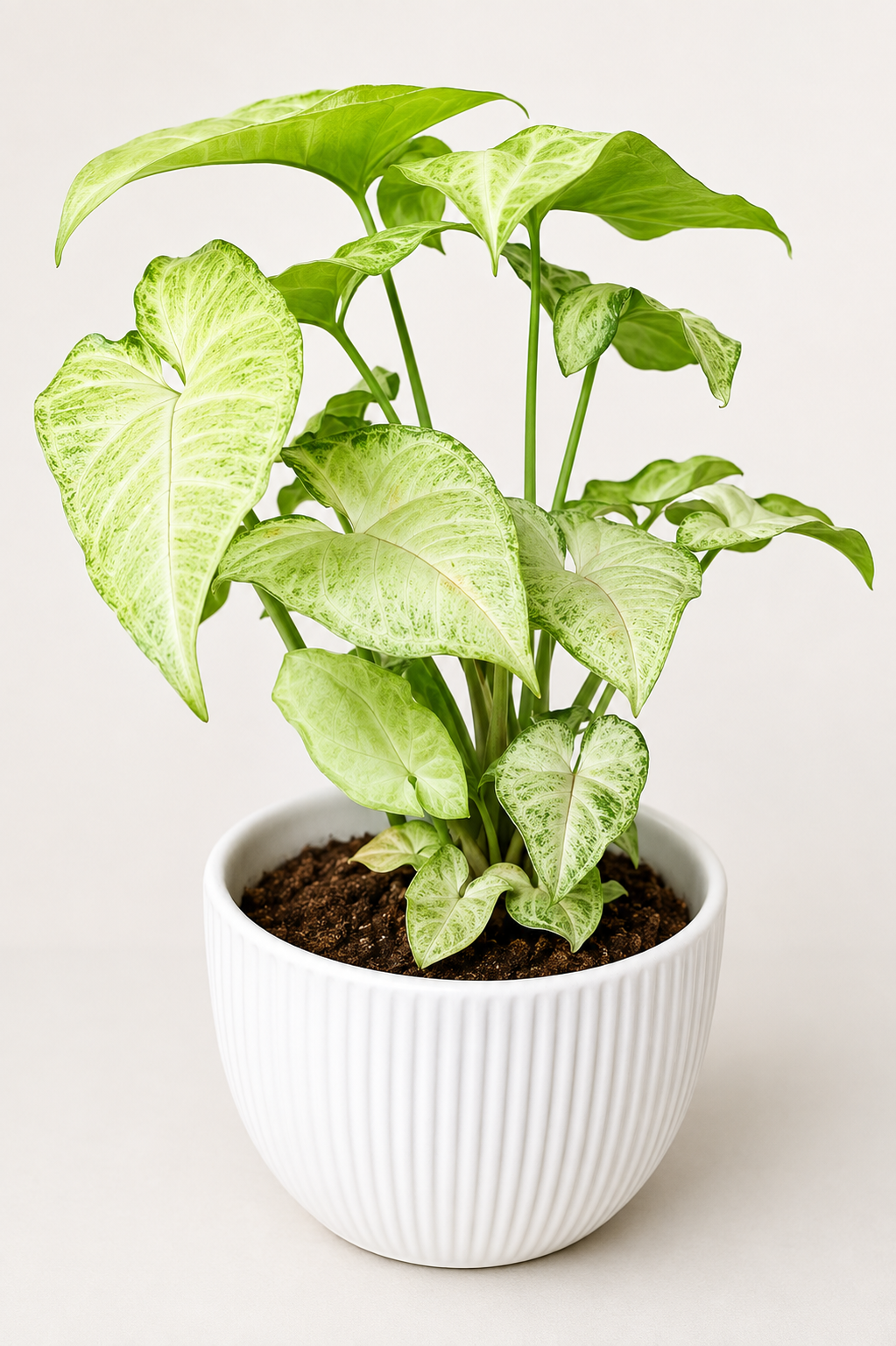 Syngonium